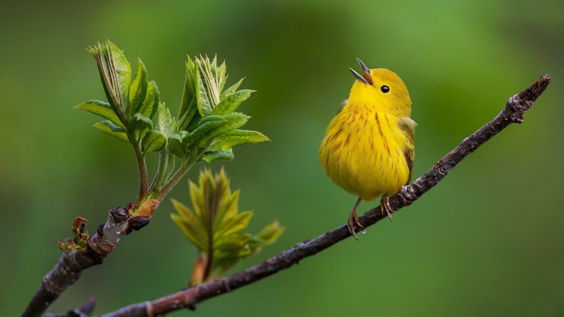 【影像分析助攻】如何让投手“秒投”战术更科学？，秒投教学