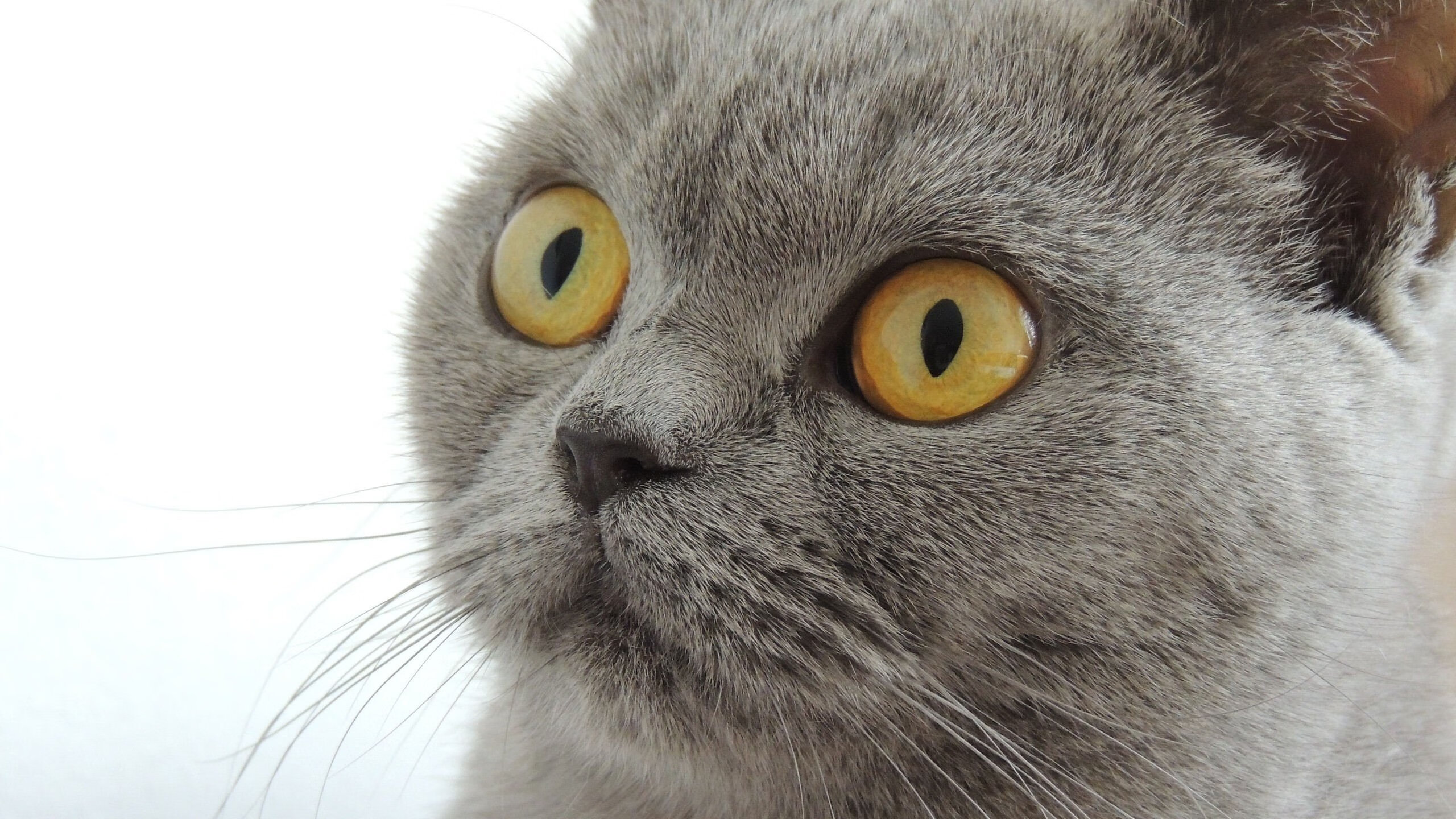 九游在线玩-“季中大考，冠军潜力股：哪个队能脱颖而出？”，季中冠军赛是什么意思